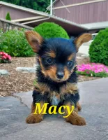 Macy, a female Yorkshire Terrier for sale in McVeytown, PA – 1 of 3