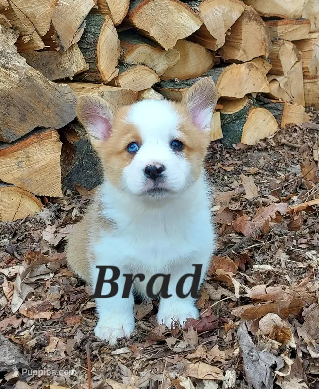 Brad – Pembroke Welsh Corgi puppy for sale in McVeytown, PA