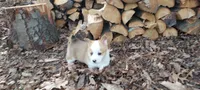Brad, a male Pembroke Welsh Corgi for sale in McVeytown, PA – Photo 2 of 3