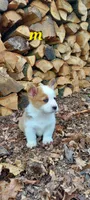 Brad, a male Pembroke Welsh Corgi for sale in McVeytown, PA – Photo 3 of 3