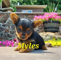Myles, a male Yorkshire Terrier for sale in McVeytown, PA – 1 of 4