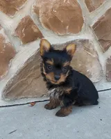 Mindy, a female Yorkshire Terrier for sale in McVeytown, PA – 3 of 4