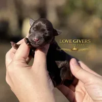 AKC LIVER FEMALE, a female Miniature Schnauzer for sale in Lake Placid, FL – Photo 1 of 6