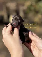 AKC LIVER FEMALE, a female Miniature Schnauzer for sale in Lake Placid, FL – Photo 1 of 6