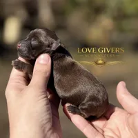 AKC LIVER FEMALE, a female Miniature Schnauzer for sale in Lake Placid, FL – Photo 2 of 6