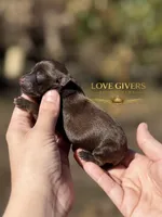 AKC LIVER FEMALE, a female Miniature Schnauzer for sale in Lake Placid, FL – Photo 2 of 6