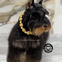 AKC LIVER FEMALE, a female Miniature Schnauzer for sale in Lake Placid, FL – Photo 4 of 6