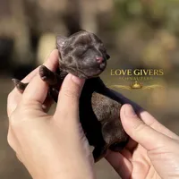 AKC LIVER FEMALE, a female Miniature Schnauzer for sale in Lake Placid, FL – Photo 6 of 6