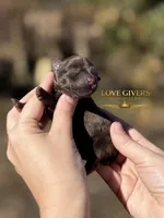 AKC LIVER FEMALE, a female Miniature Schnauzer for sale in Lake Placid, FL – Photo 6 of 6