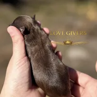 AKC LIVER FEMALE, a female Miniature Schnauzer for sale in Lake Placid, FL – Photo 5 of 6