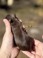 AKC LIVER FEMALE, a female Miniature Schnauzer for sale in Lake Placid, FL – Photo 5 of 6