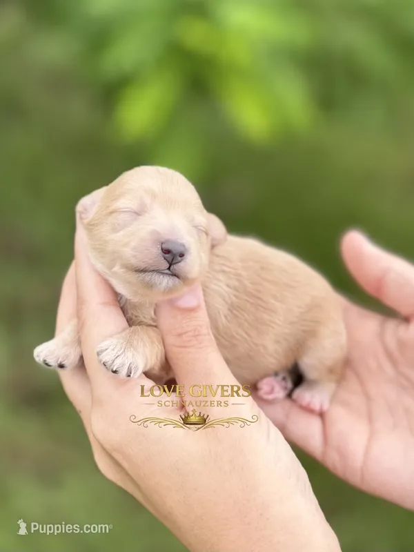 AKC WHEATEN MINI SCHNAUZER BOY – Miniature Schnauzer puppy for sale in Lake Placid, FL