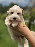AKC FEMALE WHEATEN, a female Miniature Schnauzer for sale in Lake Placid, FL – 1 of 8