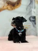 AKC BLACK MALE, a male Miniature Schnauzer for sale in Lake Placid, FL – 5 of 8