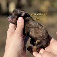 AKC RED SABLE/PEPPER MALE, a male Miniature Schnauzer for sale in Lake Placid, FL – Photo 2 of 6