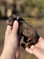 AKC RED SABLE/PEPPER MALE, a male Miniature Schnauzer for sale in Lake Placid, FL – Photo 2 of 6