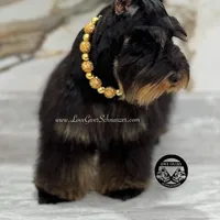 AKC RED SABLE/PEPPER MALE, a male Miniature Schnauzer for sale in Lake Placid, FL – Photo 4 of 6