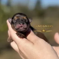 AKC RED SABLE/PEPPER MALE, a male Miniature Schnauzer for sale in Lake Placid, FL – Photo 6 of 6