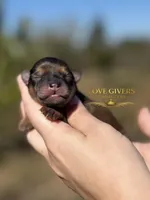 AKC RED SABLE/PEPPER MALE, a male Miniature Schnauzer for sale in Lake Placid, FL – Photo 6 of 6