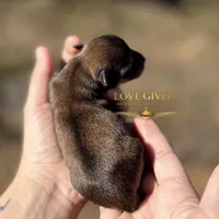 AKC RED SABLE/PEPPER MALE, a male Miniature Schnauzer for sale in Lake Placid, FL – Photo 3 of 6