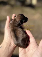 AKC RED SABLE/PEPPER MALE, a male Miniature Schnauzer for sale in Lake Placid, FL – Photo 3 of 6