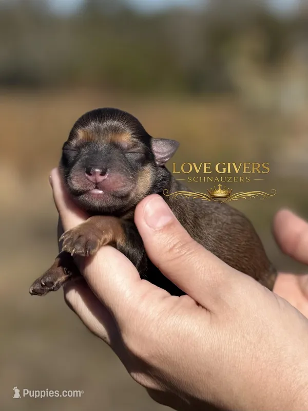 AKC RED SABLE/PEPPER MALE
