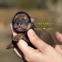 AKC RED SABLE/PEPPER MALE, a male Miniature Schnauzer for sale in Lake Placid, FL – Photo 1 of 6