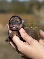 AKC RED SABLE/PEPPER MALE, a male Miniature Schnauzer for sale in Lake Placid, FL – Photo 1 of 6