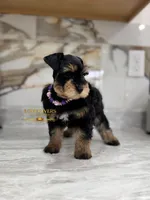 AKC BLACK AND TAN/RED FEMALE, a female Miniature Schnauzer for sale in Lake Placid, FL – 2 of 6