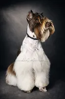 AKC WHEATEN MINI SCHNAUZER GIRL , a female Miniature Schnauzer for sale in Lake Placid, FL – 5 of 6