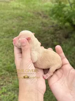 AKC WHEATEN MINI SCHNAUZER GIRL , a female Miniature Schnauzer for sale in Lake Placid, FL – 4 of 6