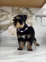 AKC BLACK AND TAN/RED FEMALE, a female Miniature Schnauzer for sale in Lake Placid, FL – 4 of 6