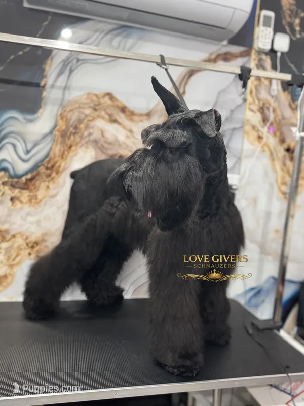 AKC Giant Schnauzer Female – Giant Schnauzer puppy for sale in Lake Placid, FL