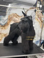 AKC Giant Schnauzer Female, a female Giant Schnauzer for sale in Lake Placid, FL – 1 of 4