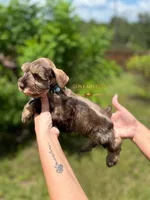 AKC LIVER PEPPER MALE, a male Miniature Schnauzer for sale in Lake Placid, FL – 4 of 7