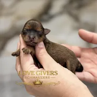 AKC RED SABLE, a female Miniature Schnauzer for sale in Lake Placid, FL – Photo 1 of 7