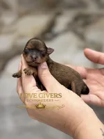 AKC RED SABLE, a female Miniature Schnauzer for sale in Lake Placid, FL – Photo 1 of 7
