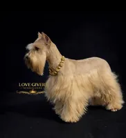 AKC RED SABLE, a female Miniature Schnauzer for sale in Lake Placid, FL – Photo 5 of 7