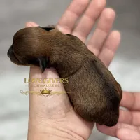 AKC RED SABLE, a female Miniature Schnauzer for sale in Lake Placid, FL – Photo 4 of 7