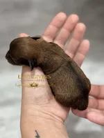 AKC RED SABLE, a female Miniature Schnauzer for sale in Lake Placid, FL – Photo 4 of 7