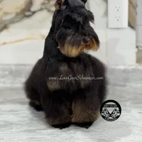 AKC RED SABLE, a female Miniature Schnauzer for sale in Lake Placid, FL – Photo 6 of 7