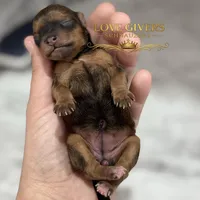 AKC RED SABLE, a female Miniature Schnauzer for sale in Lake Placid, FL – Photo 3 of 7