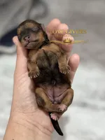 AKC RED SABLE, a female Miniature Schnauzer for sale in Lake Placid, FL – Photo 3 of 7