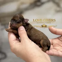 AKC RED SABLE, a female Miniature Schnauzer for sale in Lake Placid, FL – Photo 2 of 7