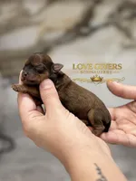 AKC RED SABLE, a female Miniature Schnauzer for sale in Lake Placid, FL – Photo 2 of 7