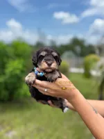 AKC LIVER & TAN MALE, a male Miniature Schnauzer for sale in Lake Placid, FL – 1 of 5