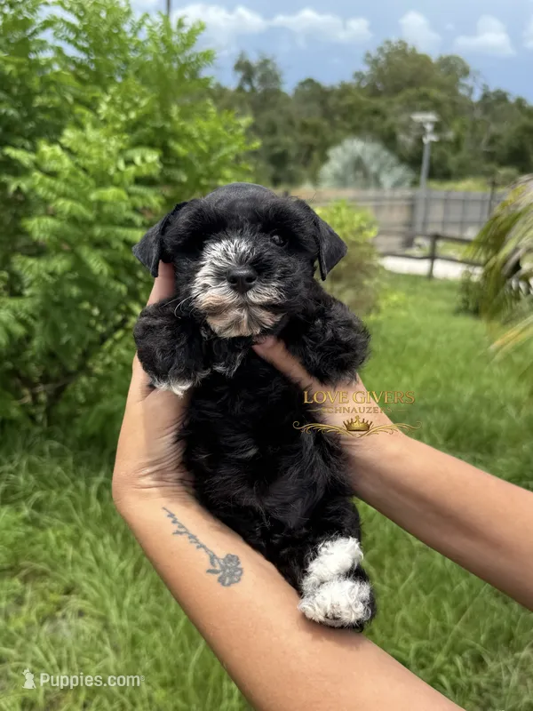 AKC BLACK MALE – Miniature Schnauzer puppy on hold in Lake Placid, FL