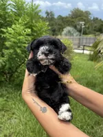 AKC BLACK MALE, a male Miniature Schnauzer for sale in Lake Placid, FL – 1 of 8