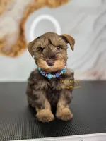 AKC LIVER PEPPER MALE, a male Miniature Schnauzer for sale in Lake Placid, FL – 2 of 7