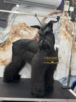AKC Giant Schnauzer Female, a female Giant Schnauzer for sale in Lake Placid, FL – 2 of 4